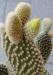 Opuntia Microdasys var. Albispina 2.jpg